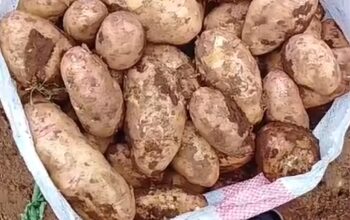 Potatoes in bulk