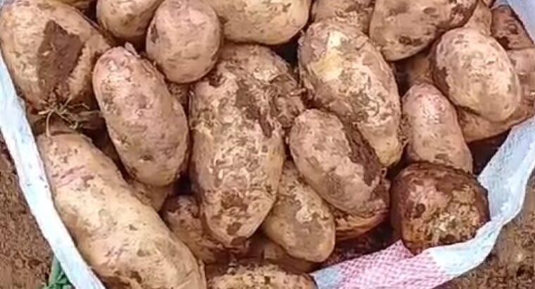 Potatoes in bulk