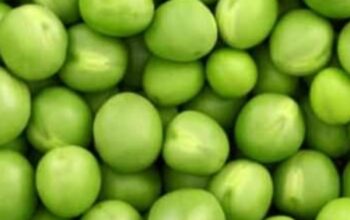 Fresh PEAS