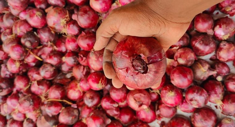 Well cured bulb onions