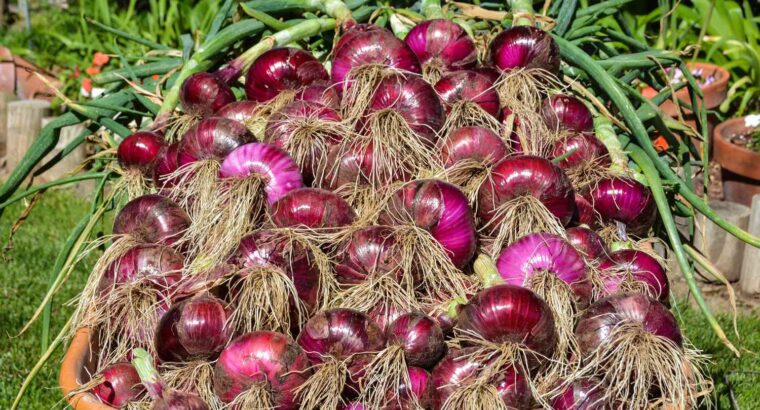 Red Bulb Onions