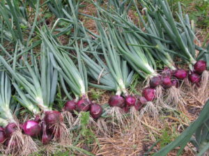 Red Bulb Onions