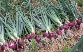 Red Bulb Onions