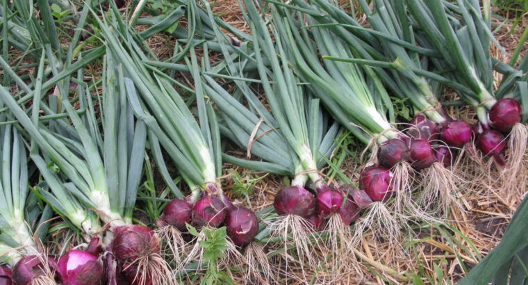 Red Bulb Onions