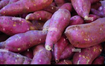 Red white sweet potatoes