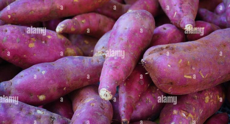 Red white sweet potatoes