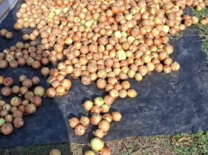 Fresh harvest white onions