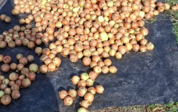 Fresh harvest white onions