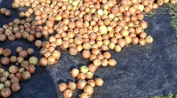 Fresh harvest white onions