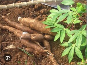 Fresh Raw Cassava