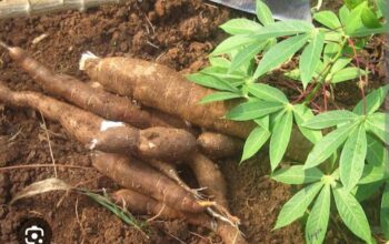 Fresh Raw Cassava