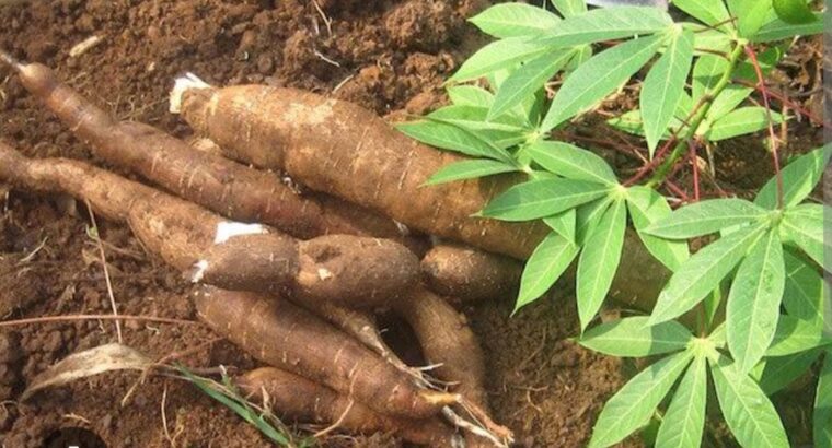 Fresh Raw Cassava