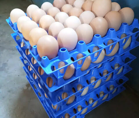 Kienyeji eggs AFFORDABLE PRICE