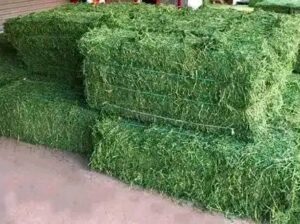 Looking for bulk alfalfa hay