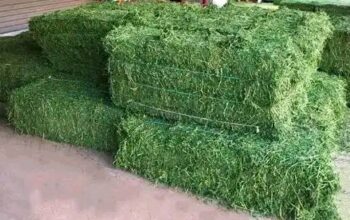 Looking for bulk alfalfa hay