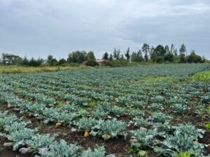 Brocolli ready for sale