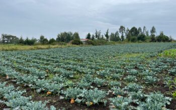 Brocolli ready for sale