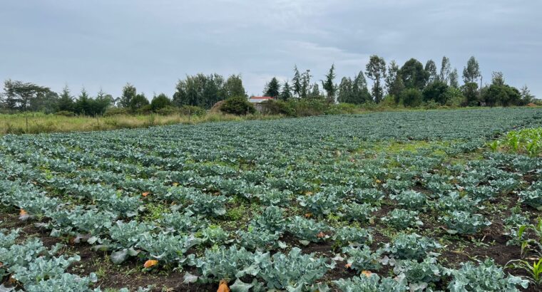 Brocolli ready for sale