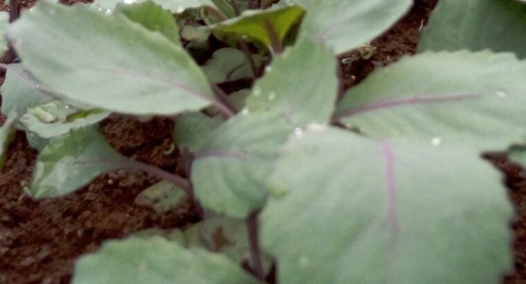 High-quality Red Cabbages