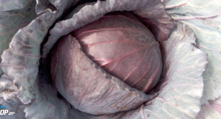 High-quality Red Cabbages