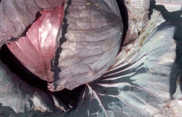 High-quality Red Cabbages