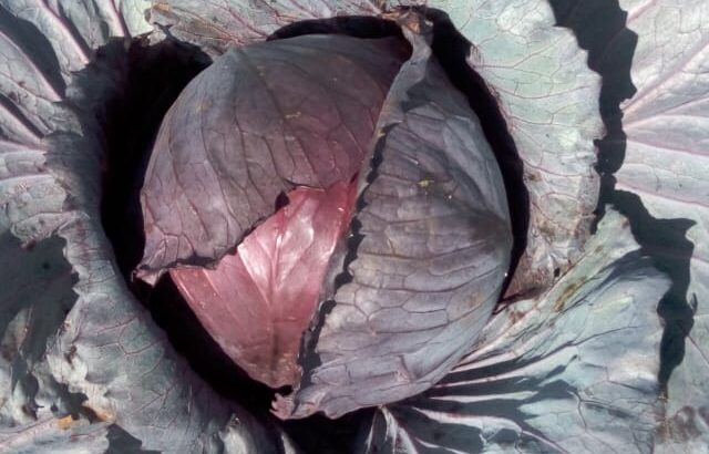 High-quality Red Cabbages