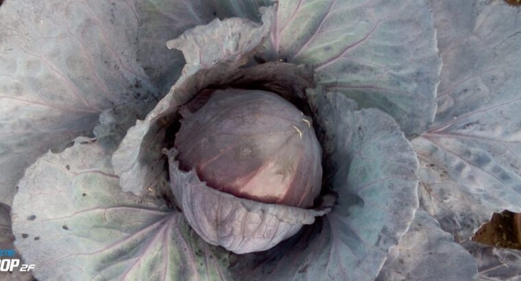 High-quality Red Cabbages