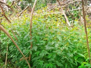 Eucalyptus seedlings