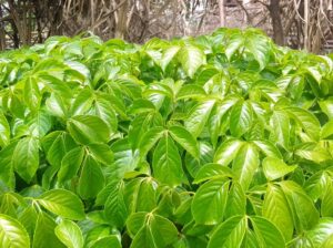 Quality tree seedlings on sale