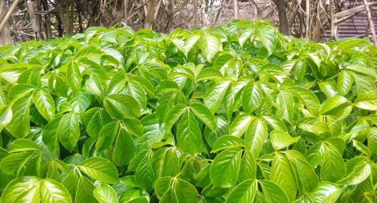 Quality tree seedlings on sale