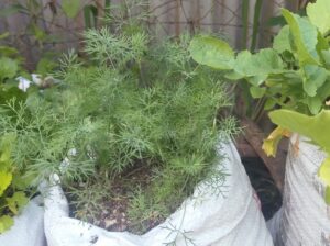 Dill available for sell