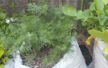 Dill available for sell