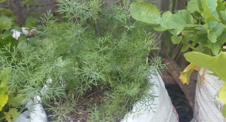 Dill available for sell