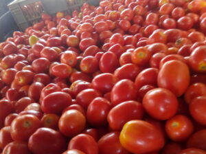 They are ripe tomatoes ready