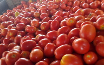 They are ripe tomatoes ready