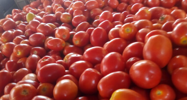 They are ripe tomatoes ready