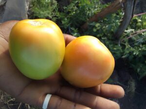 TOMATOES KES 60 PER