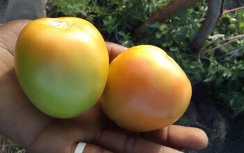 TOMATOES ON SALE.. KES 60 PER