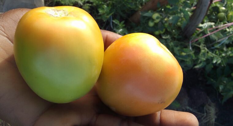 TOMATOES ON SALE.. KES 60 PER