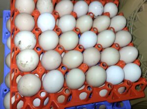 Kienyeji eggs AFFORDABLE PRICE