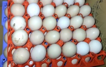 Kienyeji eggs AFFORDABLE PRICE