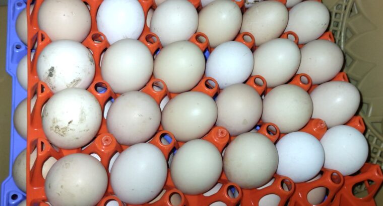 Kienyeji eggs AFFORDABLE PRICE