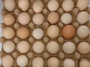 Kienyeji eggs AFFORDABLE PRICE