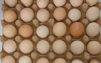 Kienyeji eggs AFFORDABLE PRICE