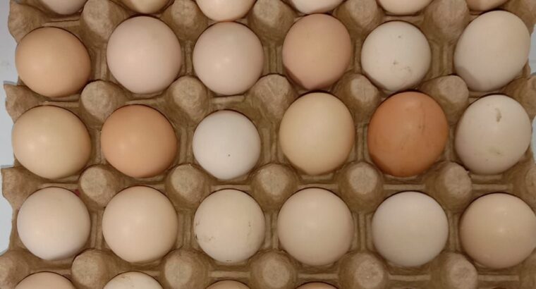 Kienyeji eggs AFFORDABLE PRICE