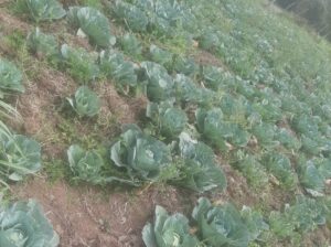 Cabbages for sale