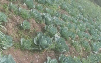 Cabbages for sale