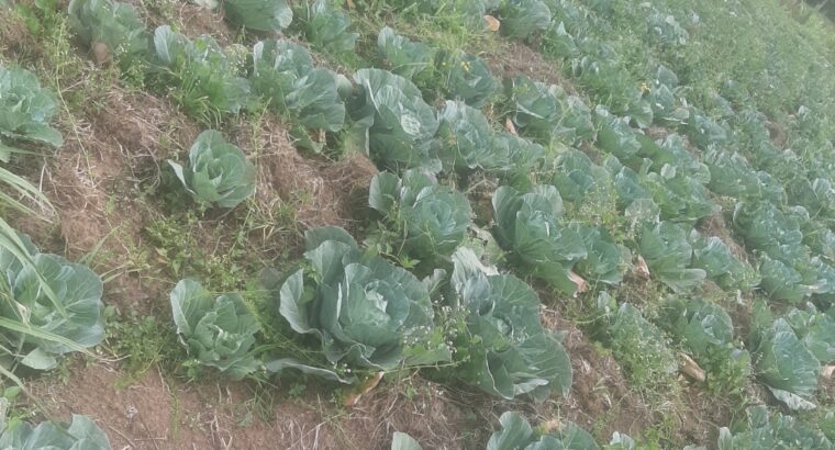 Cabbages for sale