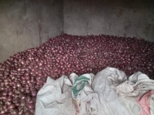 Well dried Red Bulb Onions