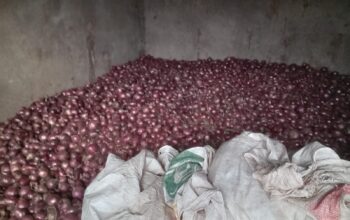 Well dried Red Bulb Onions